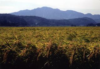 黄金色に実った稲穂の向こうに見える刈羽黒姫山の写真