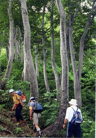 リュックを背負った登山者が、ブナ林の中の登山道を登っている様子の写真