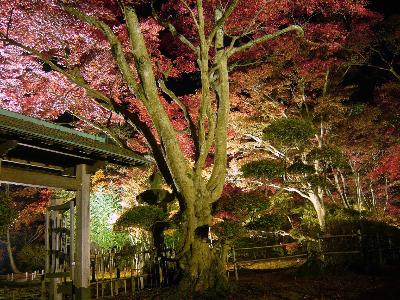 もみじ園（長岡市越路）の紅葉ライトアップ