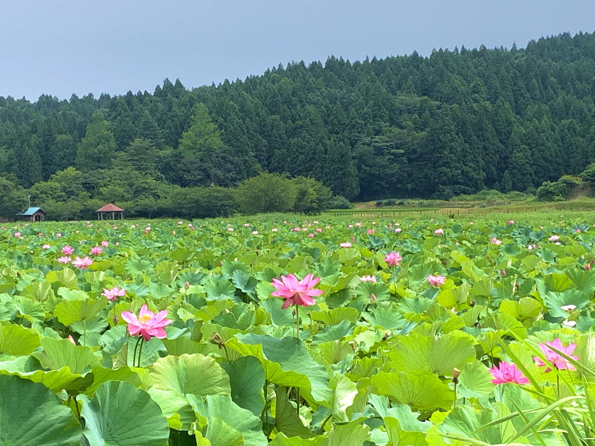 一面にハスの葉が広がり、ピンク色のハスの花が咲く長橋の池。奥に見晴台が見えます。