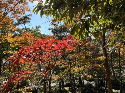 写真：11月4日の園内。中央に赤いモミジの木があり、周辺には黄色く色づきはじめた木があります。