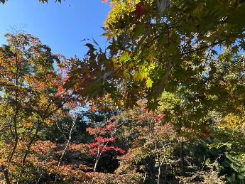 写真：11月4日の園内。中央奥に赤色のモミジの木が見えます。手前の木々はまだ青葉の状態です。