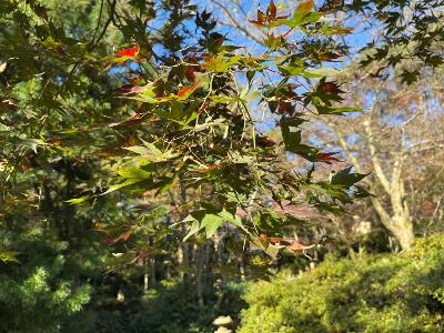 写真：11月4日の園内。青モミジの枝が大きく写っています