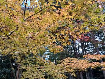 写真：11月7日の園内の様子。黄色く色づいた葉が一面に広がっています。奥には緑色をした杉の木立が見えます。