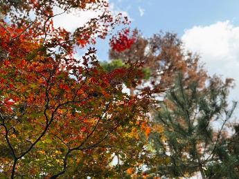 写真：11月7日の園内の様子。手前の木の枝先は赤く、幹に近い葉は黄緑色から黄色になっています。