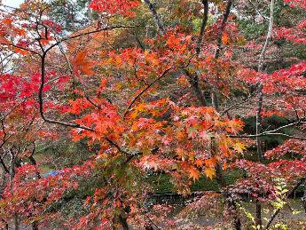 写真：11月11日の園内の様子。画面いっぱいにしっとりと雨に濡れたもみじの葉が写っています