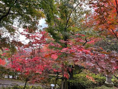 写真：11月11日の園内の様子。正面からの坂を上がり切ったところに真っ赤なモミジが広がっています