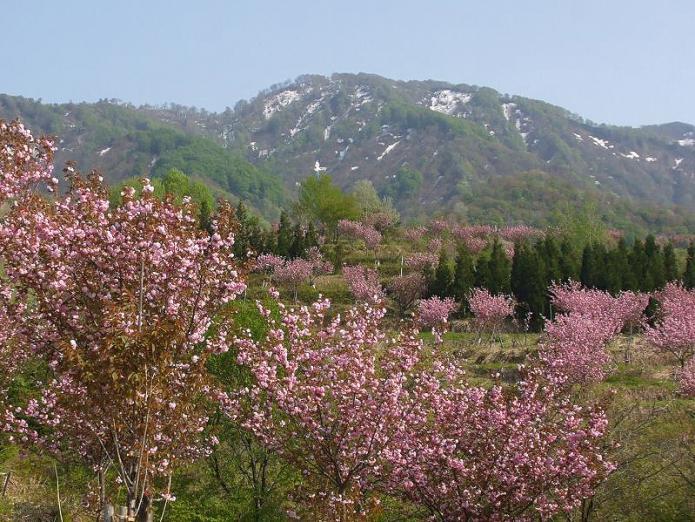 山を背景に谷川新田の八重桜が広がっている写真