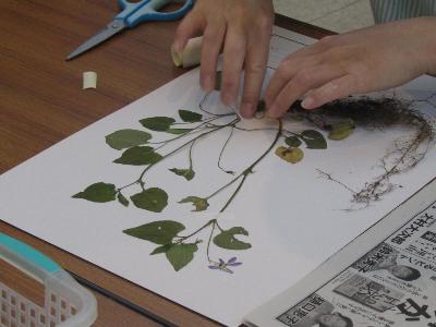 （イメージ）令和8(2026)年度植物標本づくり教室