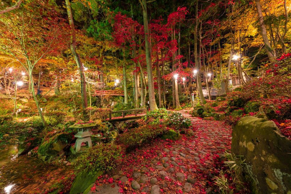 写真：黄色や赤色に色づいた木々がライトアップされた庭園内。赤いモミジが石畳の上に散り落ちています
