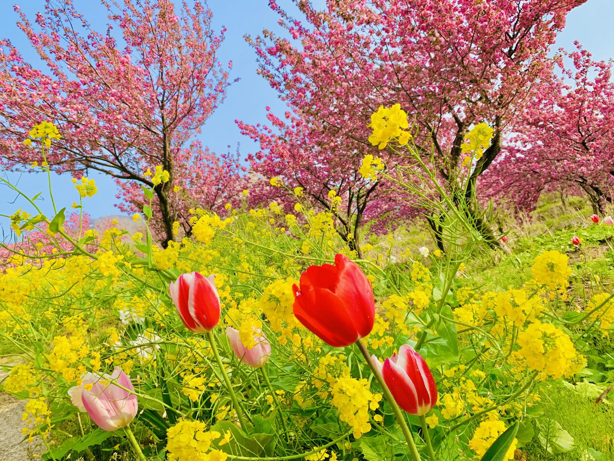 谷川新田八重千本桜と菜の花とチューリップの満開の様子