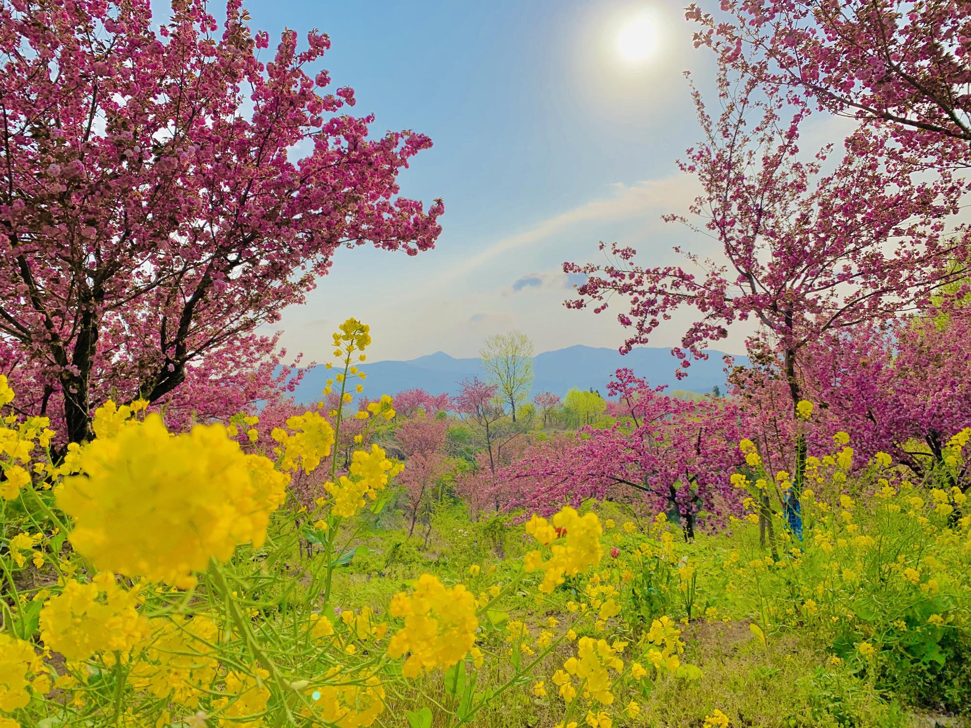 八重桜とその手前に咲く菜の花