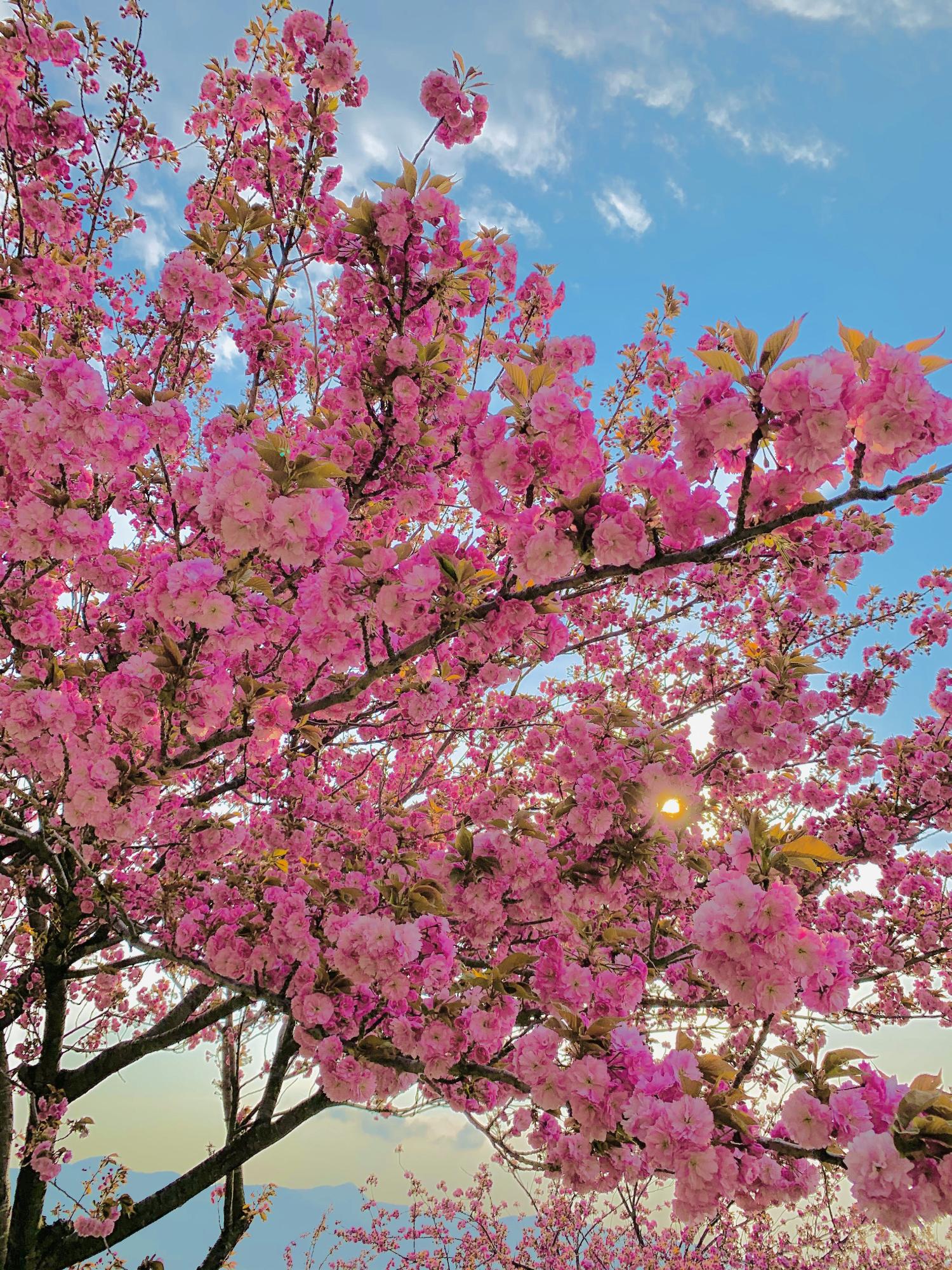 谷川新田八重千本桜満開の様子