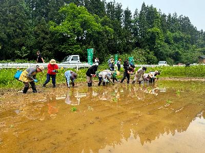 田植え写真