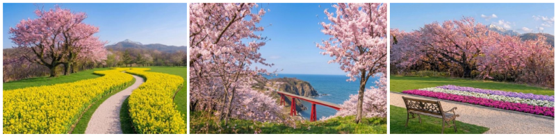 写真：3点のイメージ写真が並んでいます。左から順に「菜の花と小道、満開の桜の木と米山」「満開の桜の奥に見える赤い米山大橋と青い日本海」「満開の桜と花壇とベンチ」です