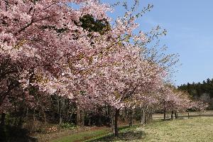 柏崎・夢の森公園の桜
