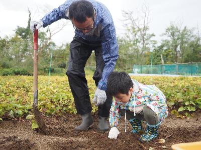 （イメージ）さつまいも収穫体験