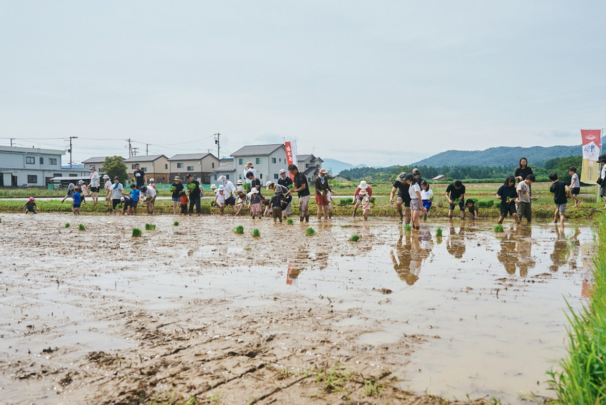 写真：参加者が田んぼに入り田植えをする様子です。さわやかな青空が広がっています