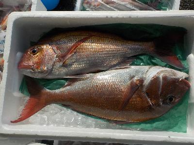 写真：マダイなど、地場産海産物が並んでいます。