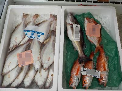 写真：カレイやノドグロなど、地場産海産物が並んでいます。