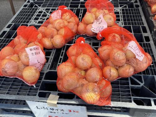 写真：ネットに中玉～大玉サイズのタマネギが入っています。