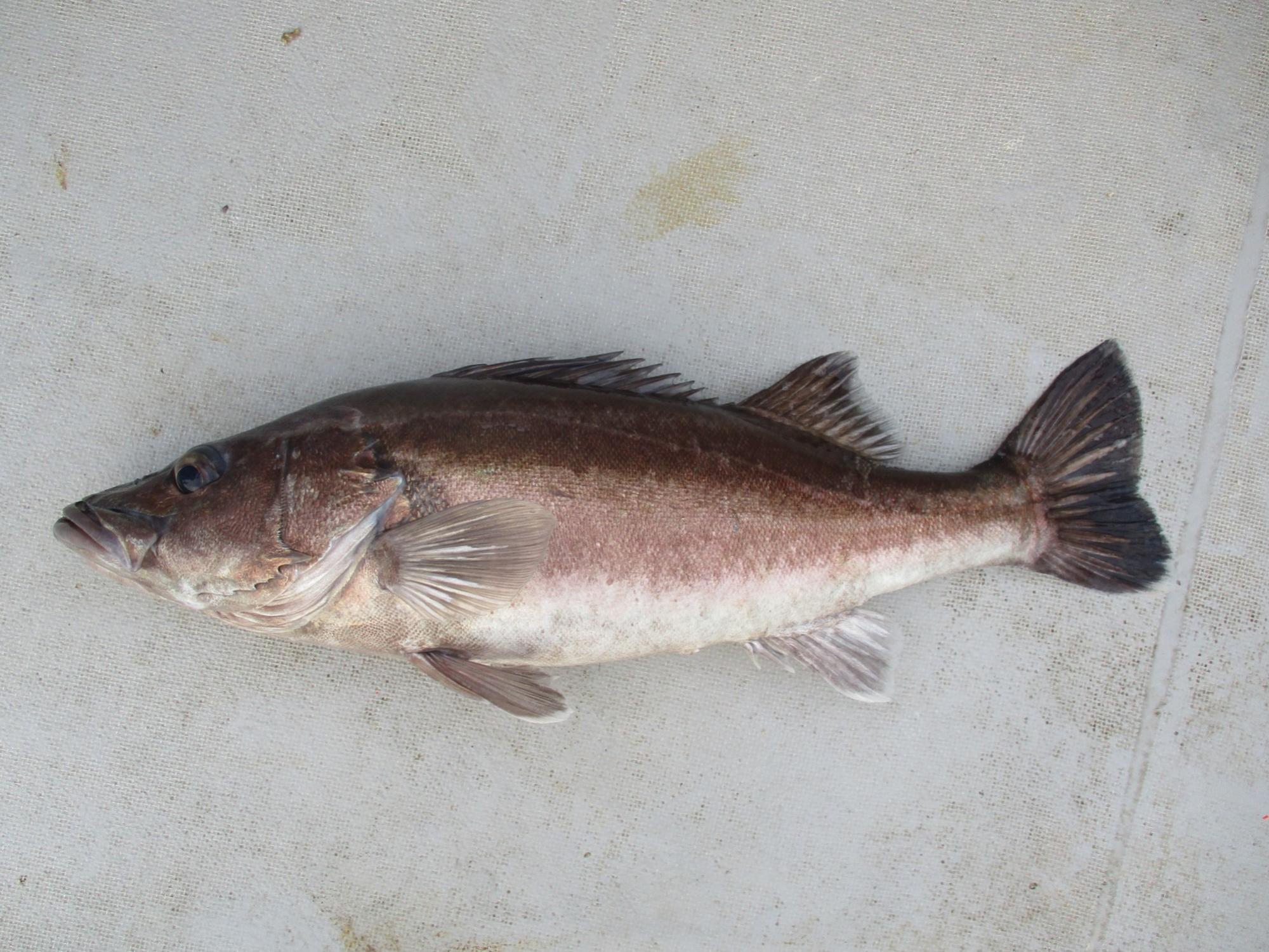 釣り上げた直後のアラ