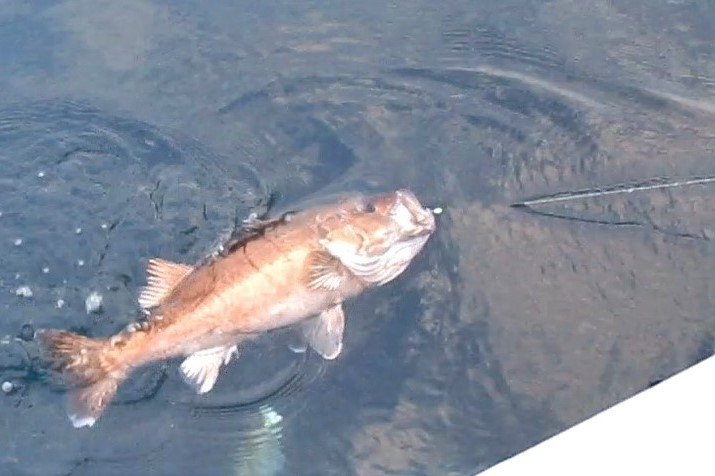 釣りあげられる1匹のアラ