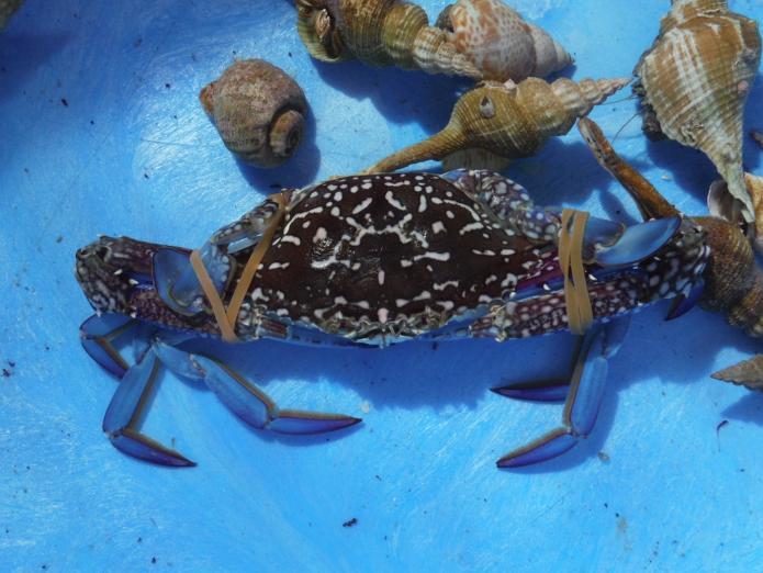 茶色い大きな爪とひし形の甲羅に青い脚が鮮やかなワタリガニの写真