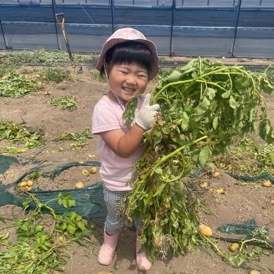（イメージ）じゃがいも収穫体験