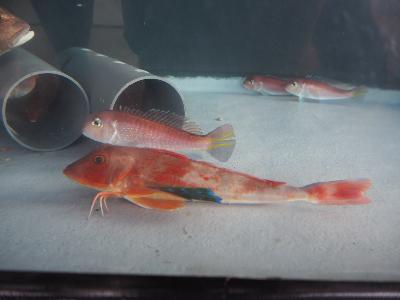 写真：水槽内に赤色の魚が5匹泳いでいます