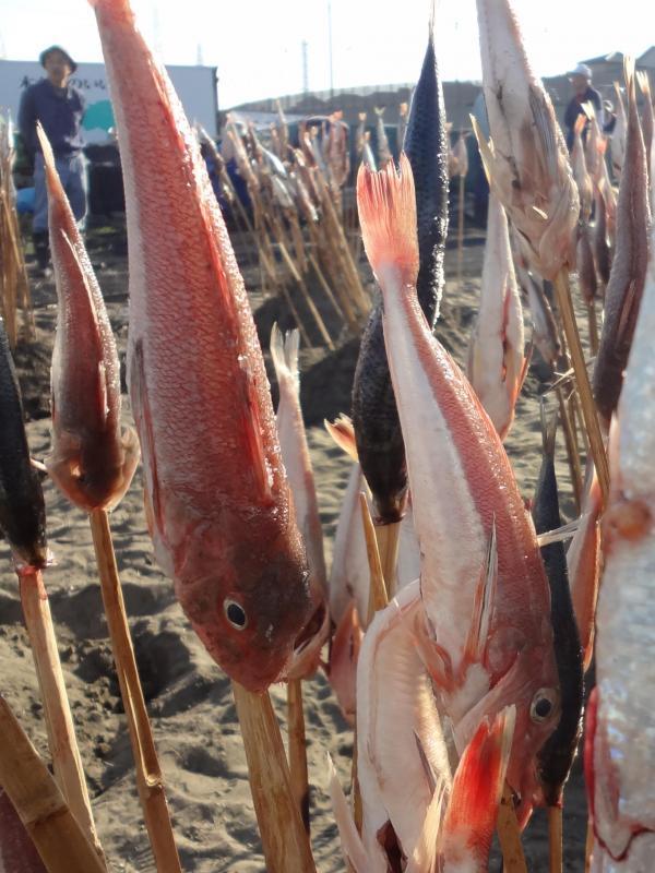 頭を下に串に刺したカナガシラをたくさん砂浜に立て、遠火の直火であぶる浜焼きの様子の写真