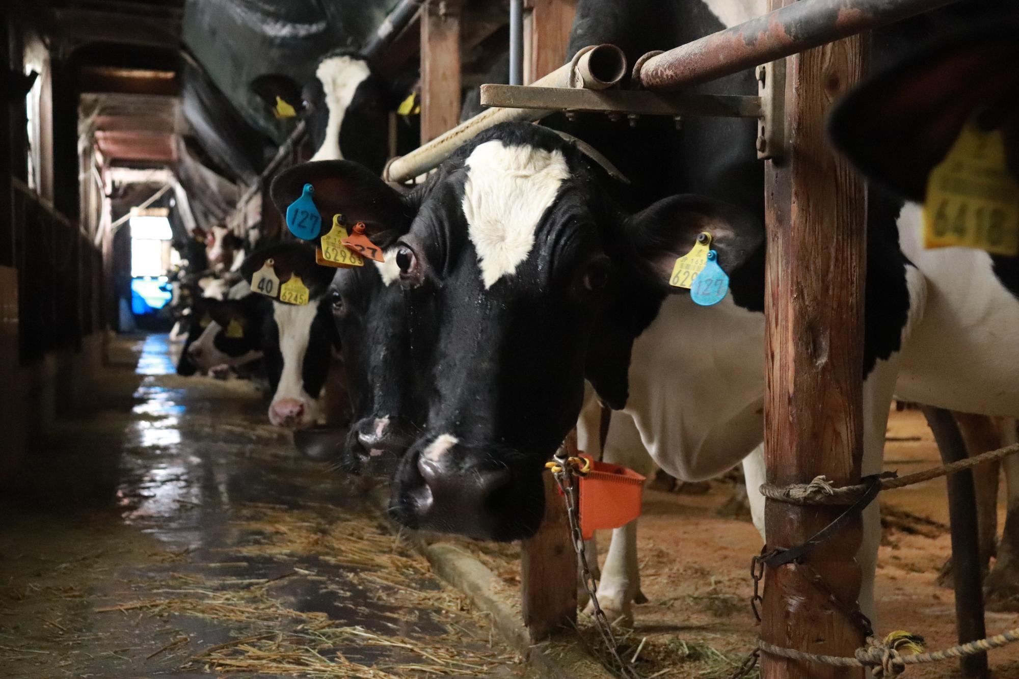 写真：江部さんが育てている乳牛たち。柵の下から顔をのぞかせています