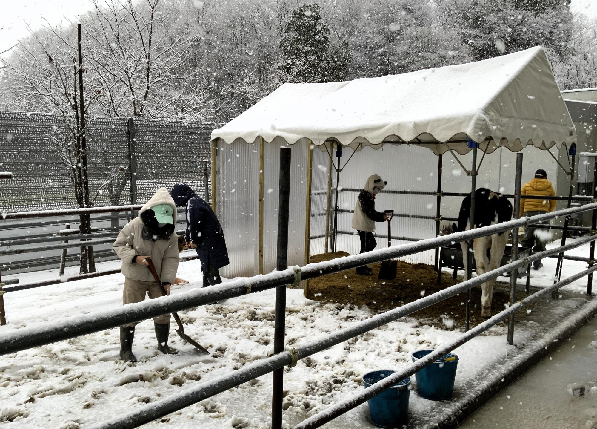 写真：雪の降る中、牛を飼育してる場所を清掃する子どもたち