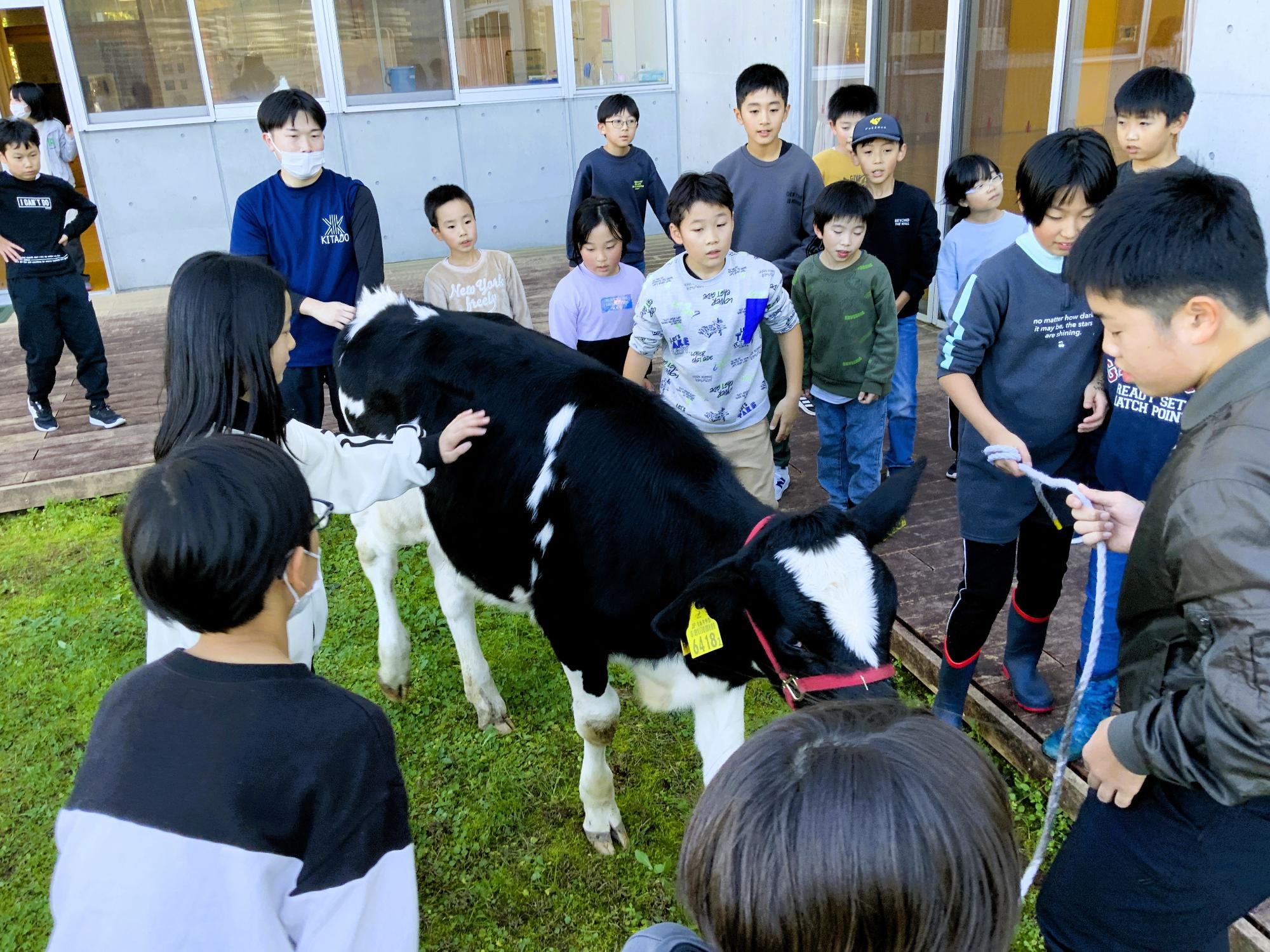 写真：乳牛の周りに集まる子どもたち