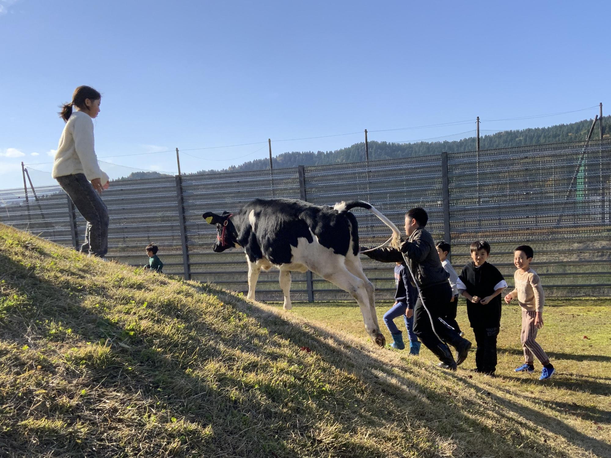 写真：牛を散歩させる小学生たち。一緒に工程の築山をのぞっています