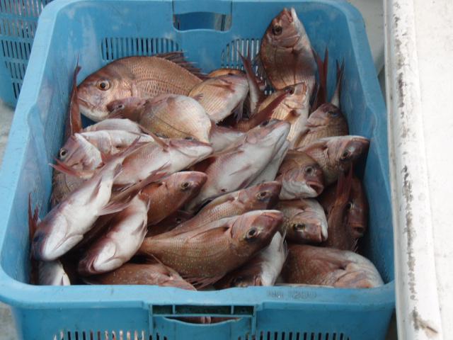 柏崎港で漁獲されたピンク色のマダイがたくさんケースに入っている様子の写真