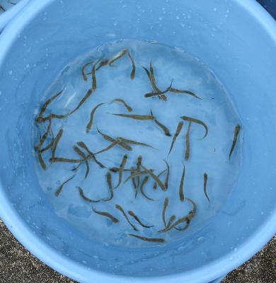 写真：体長およそ5センチに成長したサケの稚魚が30尾ほどバケツの中で泳いでいます。