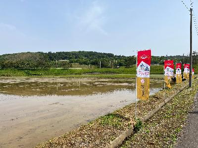 田植え前のほ場の様子です。畔には米山プリンセスののぼりが立っています。