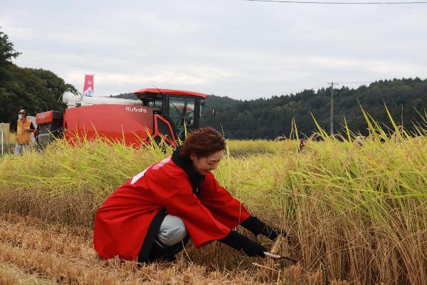 写真：ほ場で腰を落とし、鎌を使って1株ずつ丁寧に稲を刈るアンバサダーの越乃リュウさん