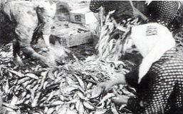 1950年にイワシが大漁取れている様子の写真
