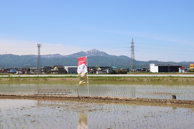 田植えが済んだほ場の写真です。青空で、米山が見えています。