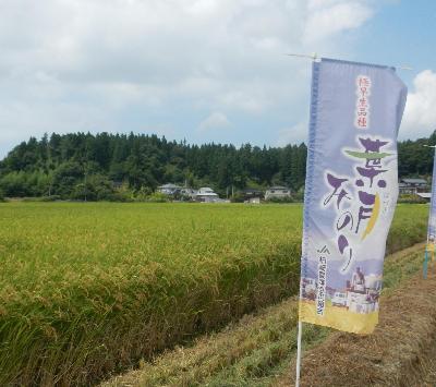 （イメージ）いち早く新米が味わえる！ —葉月みのり普及キャンペーン