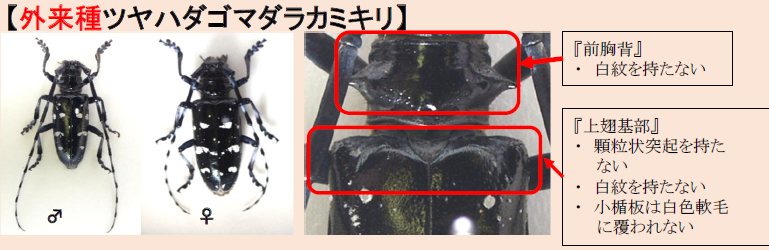 写真：ツヤハダゴマダラカミキリの成虫（オス・メス）とその特徴