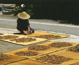 ござの上にぜんまいを広げ、よく揉んで天日干しし、乾燥ぜんまいを作っている様子の写真