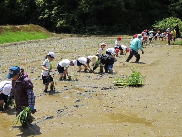 マコモタケを田んぼに植え付けている小学生の様子写真