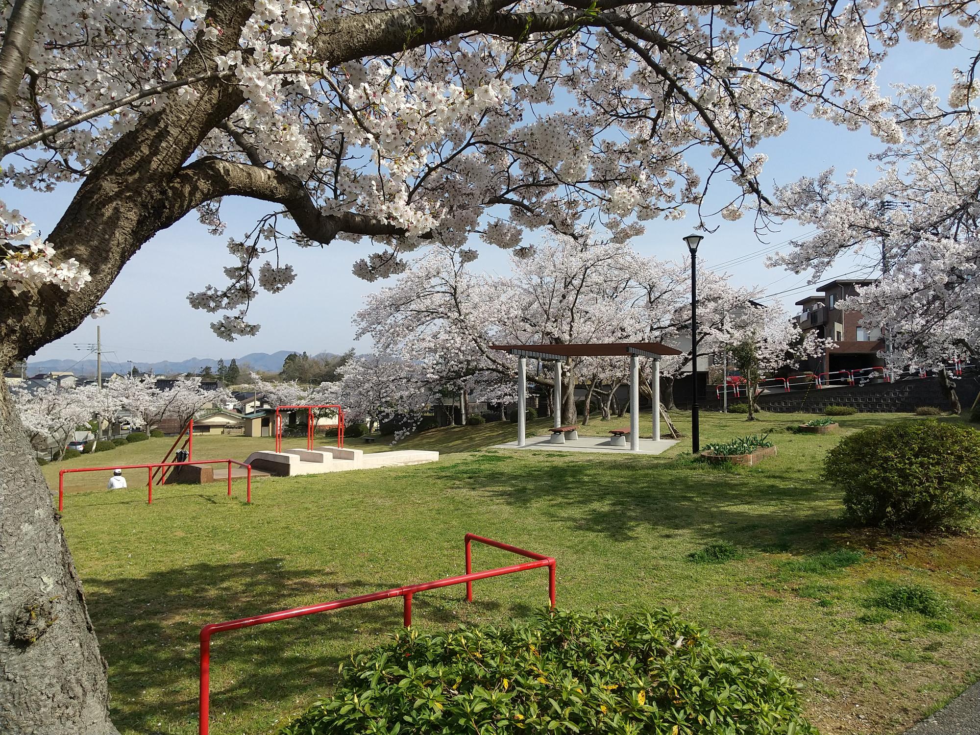 写真：上段からの御殿山公園。桜の木が公園を囲むように植えられています
