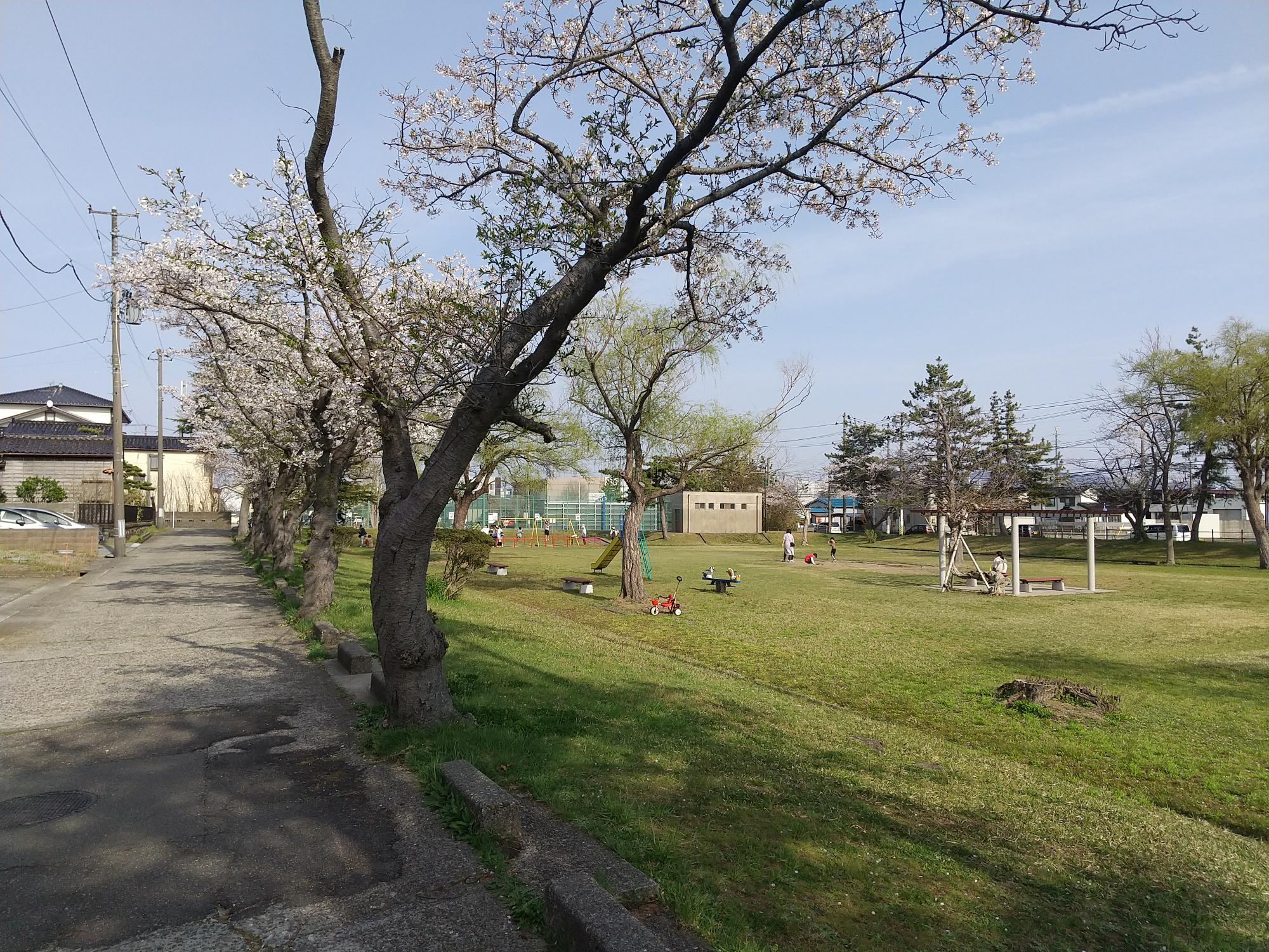 写真：芝生広場と遊具、パーゴラが設置された白竜公園。周囲には桜の木が並んでいます。