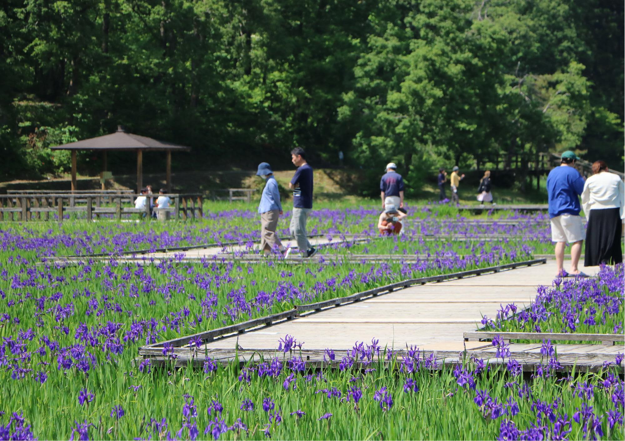 写真：カキツバタの水辺を散策する来園者