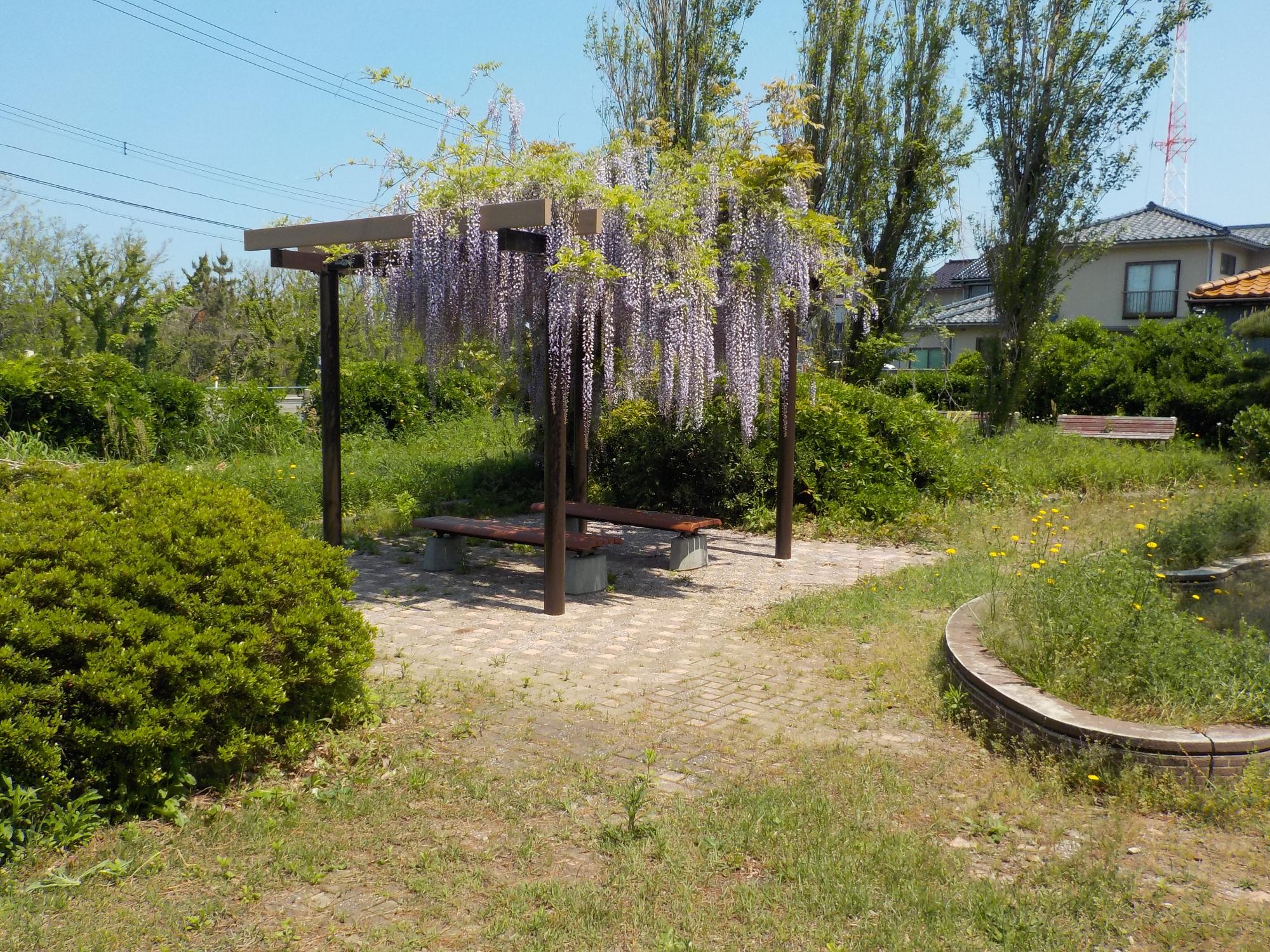 写真：藤が屋根代わりになるパーゴラがあり、その下にベンチがあります。