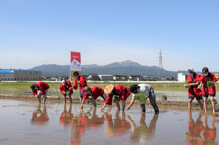 田植え参加者8人が田んぼに入り、苗を手で植えています。ほ場からは米山が見えています。